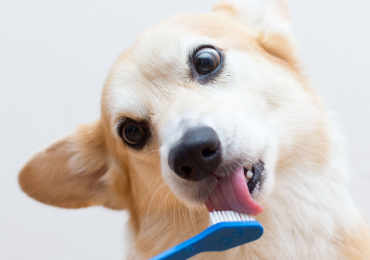 Cómo cepillar los dientes de tu perro