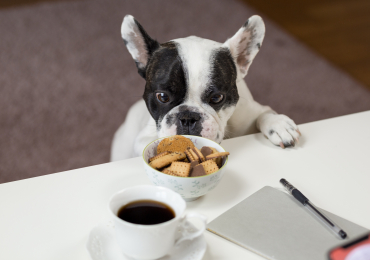 Como cambiar de manera adecuada el alimento de tu perro